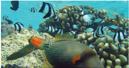 an image of a coral ecosystem