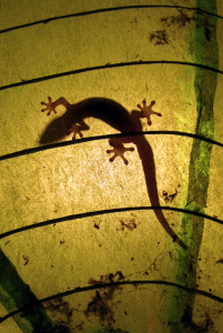 A gecko scaling the inside of a paper lantern