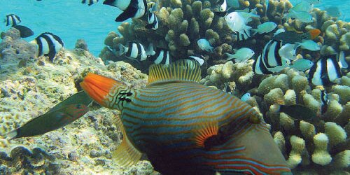 an image of a coral reef