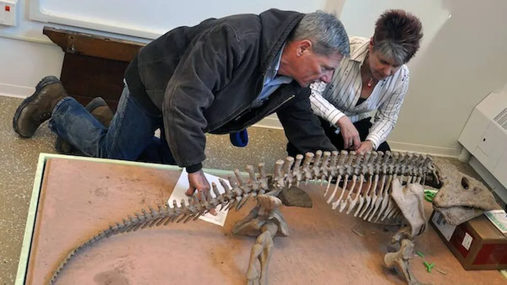 The Eryops Skeleton being repaired