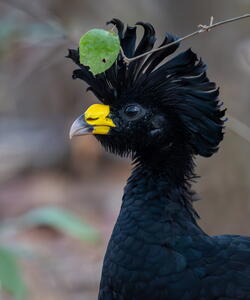 A great curassow