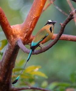 Turquoise-browned motmot